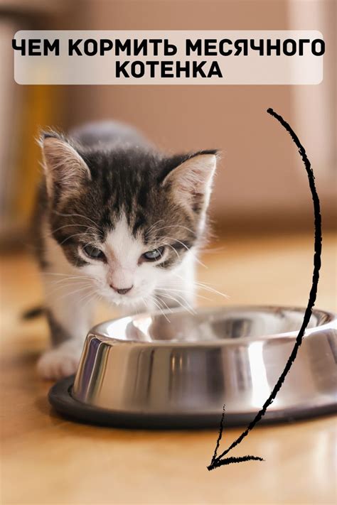 Чем кормить месячного котенка