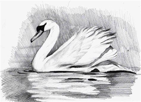 Лебедь рисунок карандашами и красками для детей.