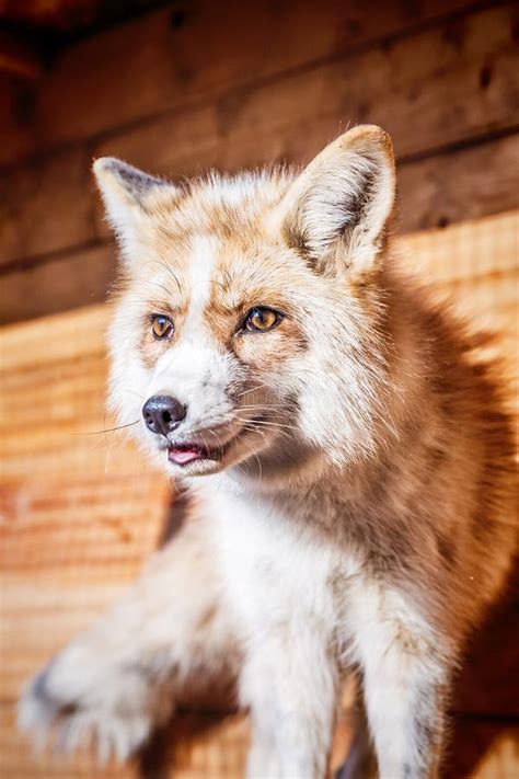 Portrait of golden fox stock photo. Image of grass, face - 119878366