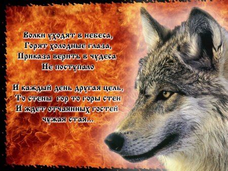 Замітки волки