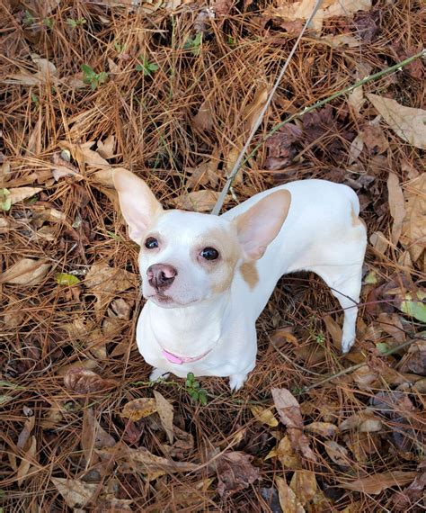 Dog for Adoption - Blondie, a Chihuahua in Vinings, GA | Alpha Paw