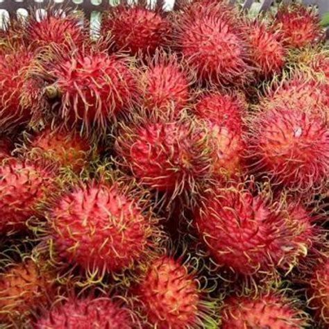 6 Jenis Buah Rambutan yang Banyak Dicari Orang Indonesia - Lim Corporation