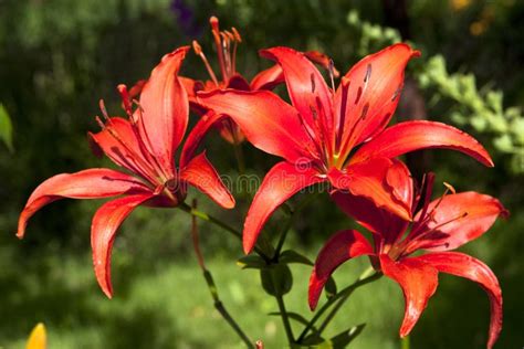Hemerocallis цветка стоковое фото. изображение насчитывающей расцвет ...