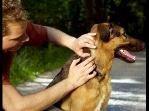 КАК ЗАЩИТИТЬ СОБАКУ ОТ КЛЕЩЕЙ, и что делать, когда клещ уже укусил ...