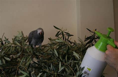 купание попугая | Parrot School