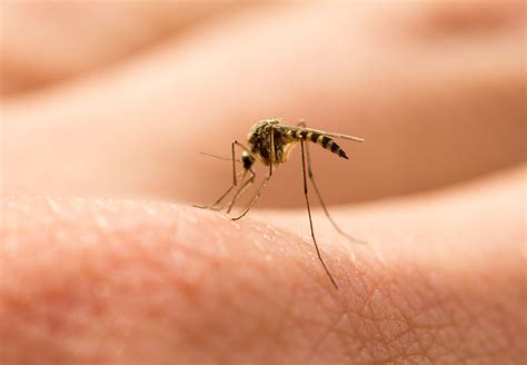 New Study Finds Cause for Mosquito-Borne Illness