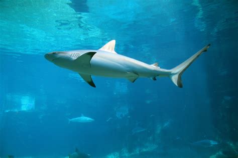 Black Reef Tip Shark Free Stock Photo - Public Domain Pictures