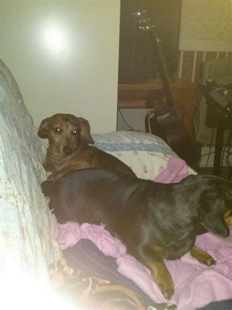 Pixie&Dd | Dogs, Animals, Pixie