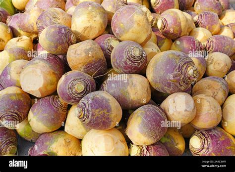 swede vegetable  res stock photography  images alamy