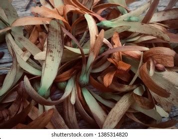 White Meranti Fruits On Dried Leaves Stock Photo (Edit Now) 1385314820