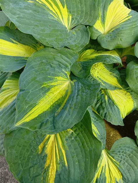 miyukitty日記2025NO23｜miyukitty