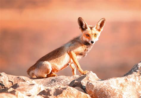 MAMMALS