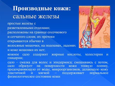 СОМАТОСЕНСОРНЫЕ ОРГАНЫ. КОЖА. КОЖНЫЙ АНАЛИЗАТОР - презентация онлайн