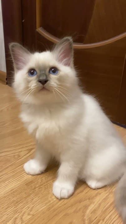 Бирманский Кот Норрис. Питомник МАРИТАНА КЭТ сайт http://maritana-cat ...