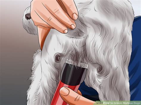 how to groom a maltese at home