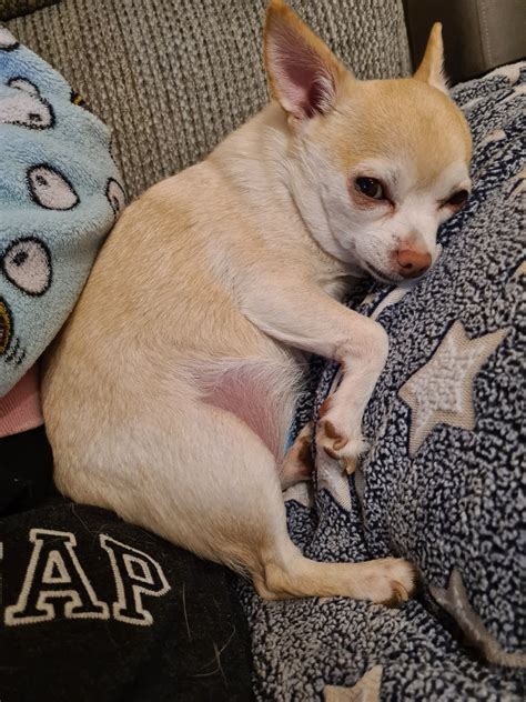 How Did Chihuahuas Evolve