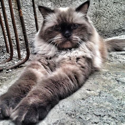 Фото гималайской кошки (99 фотографий)
