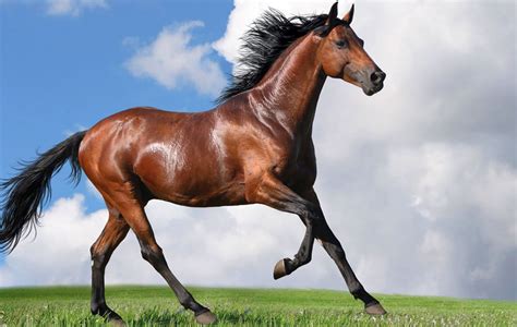 Home | The Horse Guide
