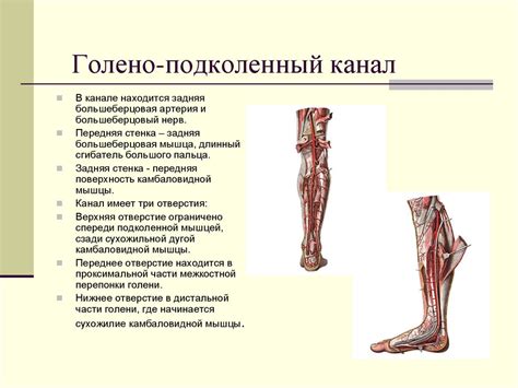 Топографические образования мышечной системы - презентация онлайн