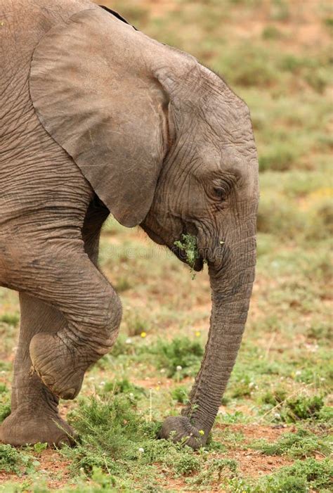 Baby African Elephant stock image. Image of african, huge - 17129497