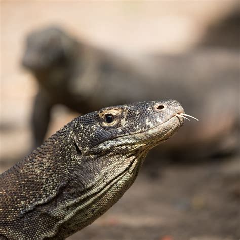 Komodo Dragons - Graham Boulnois