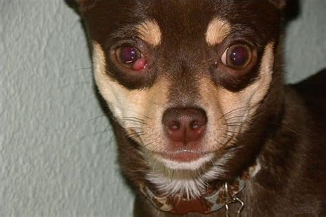 cherry eye  dogs tips  prevention  treatment