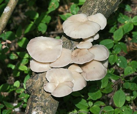 Вёшенка лёгочная (Pleurotus pulmonarius) фото и описание