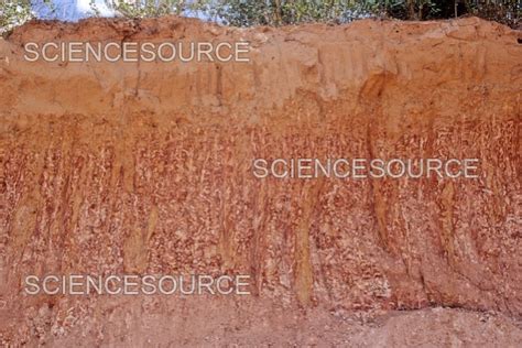 yellow latosol profile brazil stock image science source images