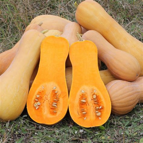 Squash Butternut Waltham (Safari) | Butternut | Agroduka Limited