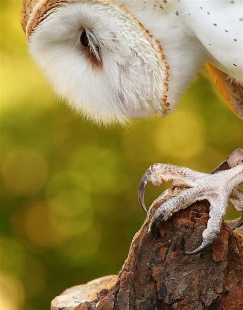 Interesting Facts That You Didn't Know About Owls - PetHelpful