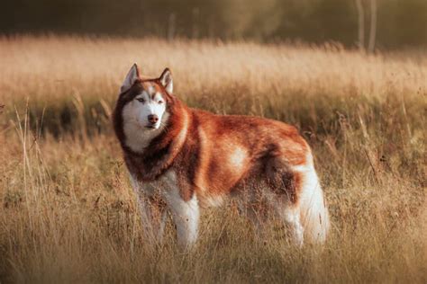 Red Husky: An Ultimate Guide to the Red Siberian Husky