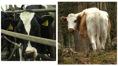 Luomua, tavallista vai lentävän lehmän maitoa: Kuluttaja ei tiedä ...