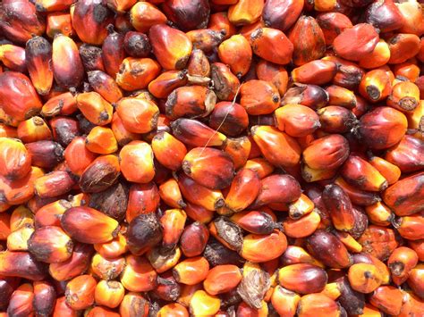 Как распознать пальмовое масло в продуктах питания | Выживи сам