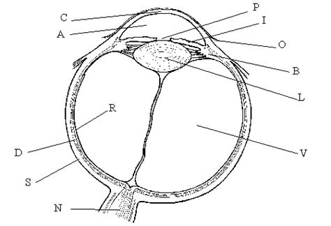 primary ocular structures   scientific diagram