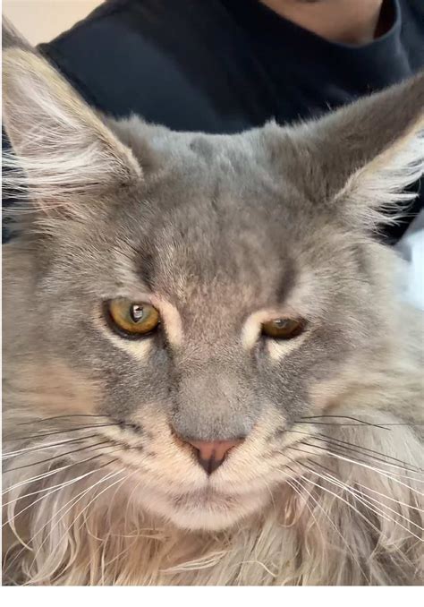 Angelo Incorvaia (@_angeloinc) | TikTok