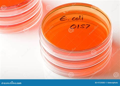 Coli e стоковое изображение. изображение насчитывающей анализирует ...