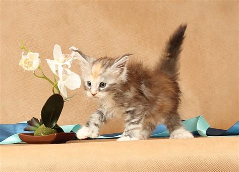 Котята > www.cats-xo.ru