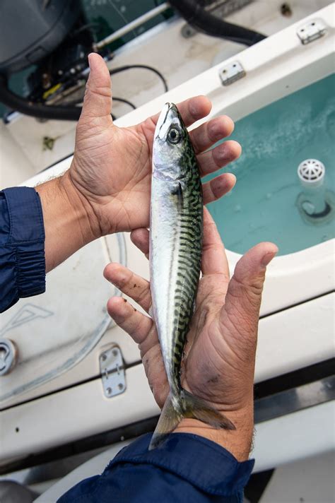 how to catch a bass 13