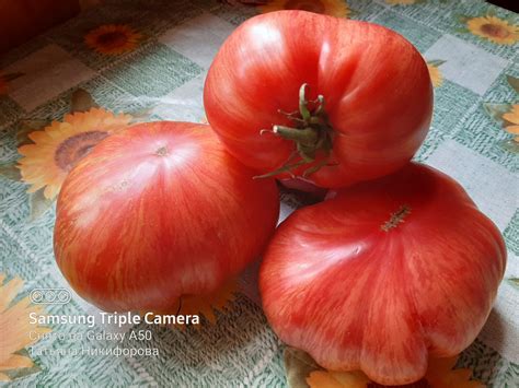 Томат Джаз: описание сорта, ОТЗЫВЫ (10), фотоТомат Джаз | tomatland.ru