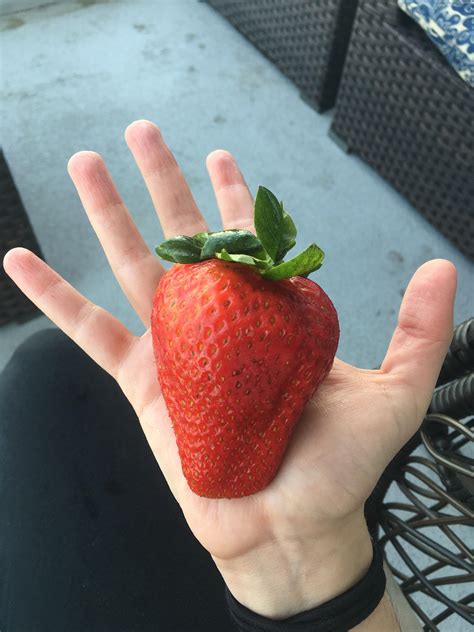 How to Grow Giant Strawberries | Big Strawberry