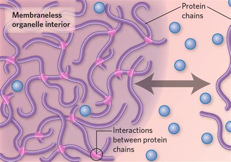 Infographic: What Are Membraneless Organelles? | The Scientist Magazine® Organelles, Ngss ...