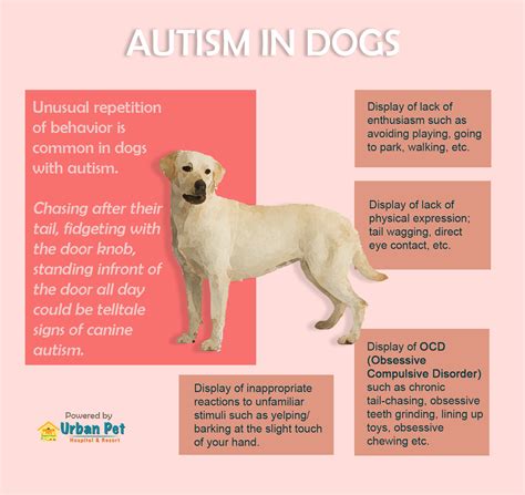 pet news articles urban pet hospital blog   spot autism  dogs