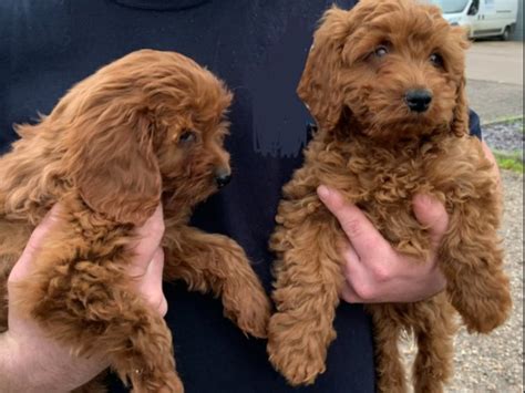 Dogs being killed, poisoned, beaten and mutilated on massive scale ...