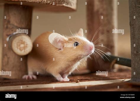 Young Fancy Mouse standing. Germany Stock Photo - Alamy
