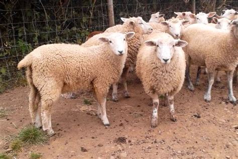 10 Romney Cross Breeding Lambs, Ewes | SellMyLivestock - The Online ...