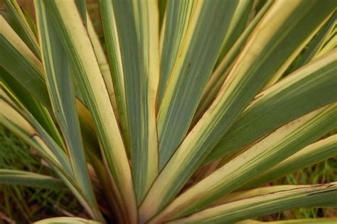 Best tropical plants: 24 top picks to give your plot an exotic look ...