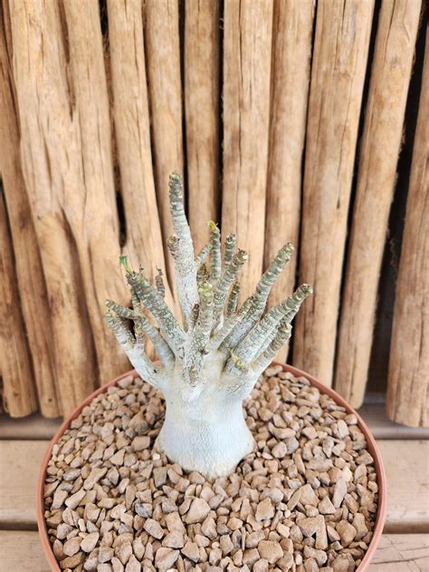 Adenium Thai Soco | Arizona Cactus Sales | Buy Now | Arizona Cactus Sales