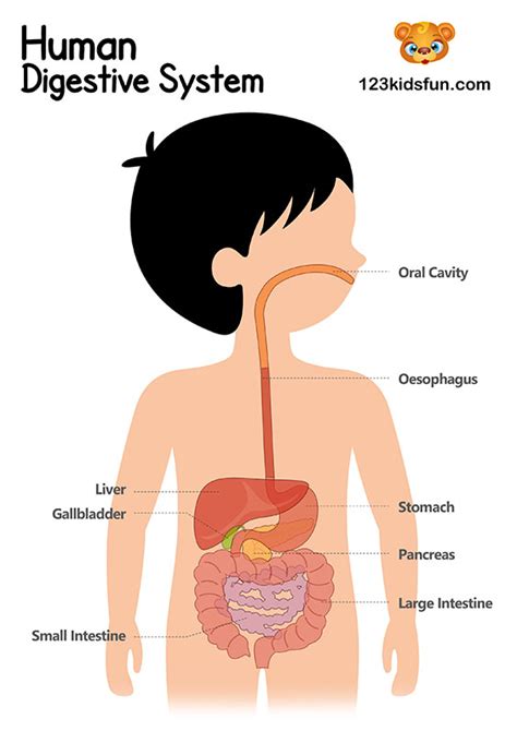 Digestive System Diagram For Kids Worksheet