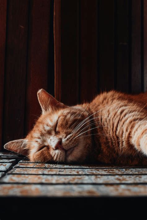 A Cat Sleeping on the Sofa · Free Stock Photo