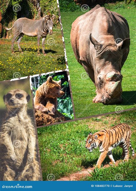 wild animal collage 6